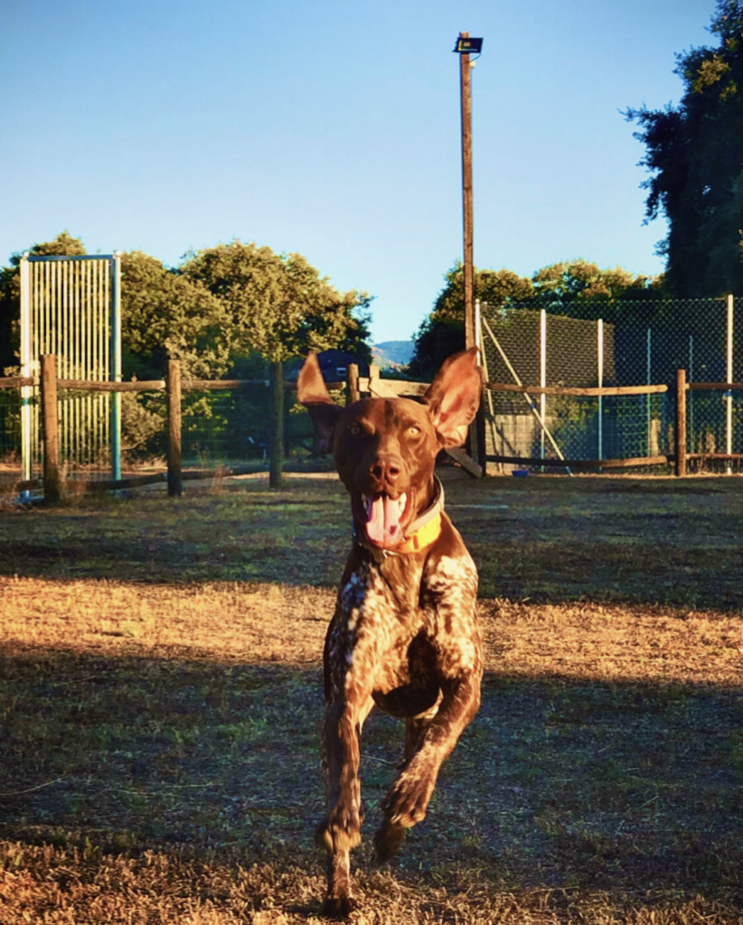 Residencia y guardería canina. Adiestramiento perros, modificación de conducta y educación canina. 