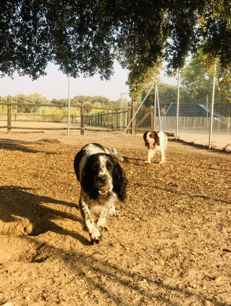 perros felices en los parques