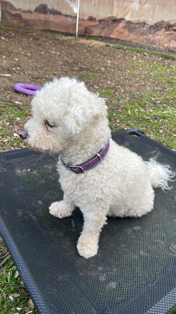 perros felices en los parques de más de 300m2