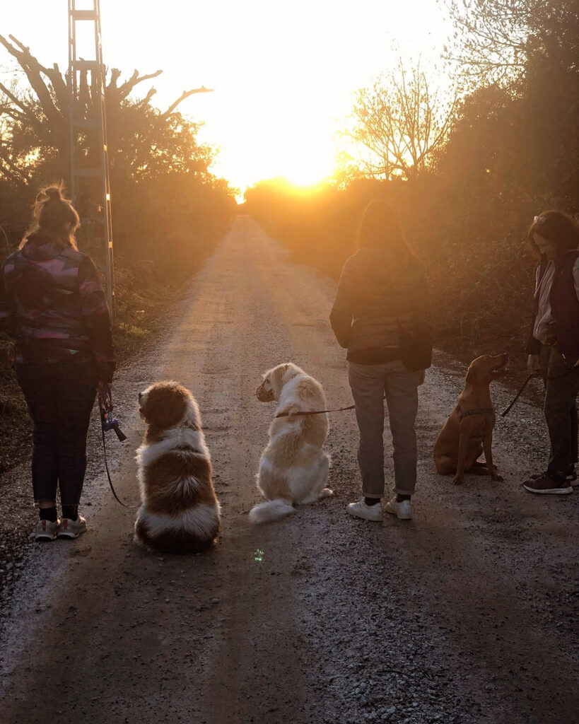 Paseos con perros durante las clases grupales.