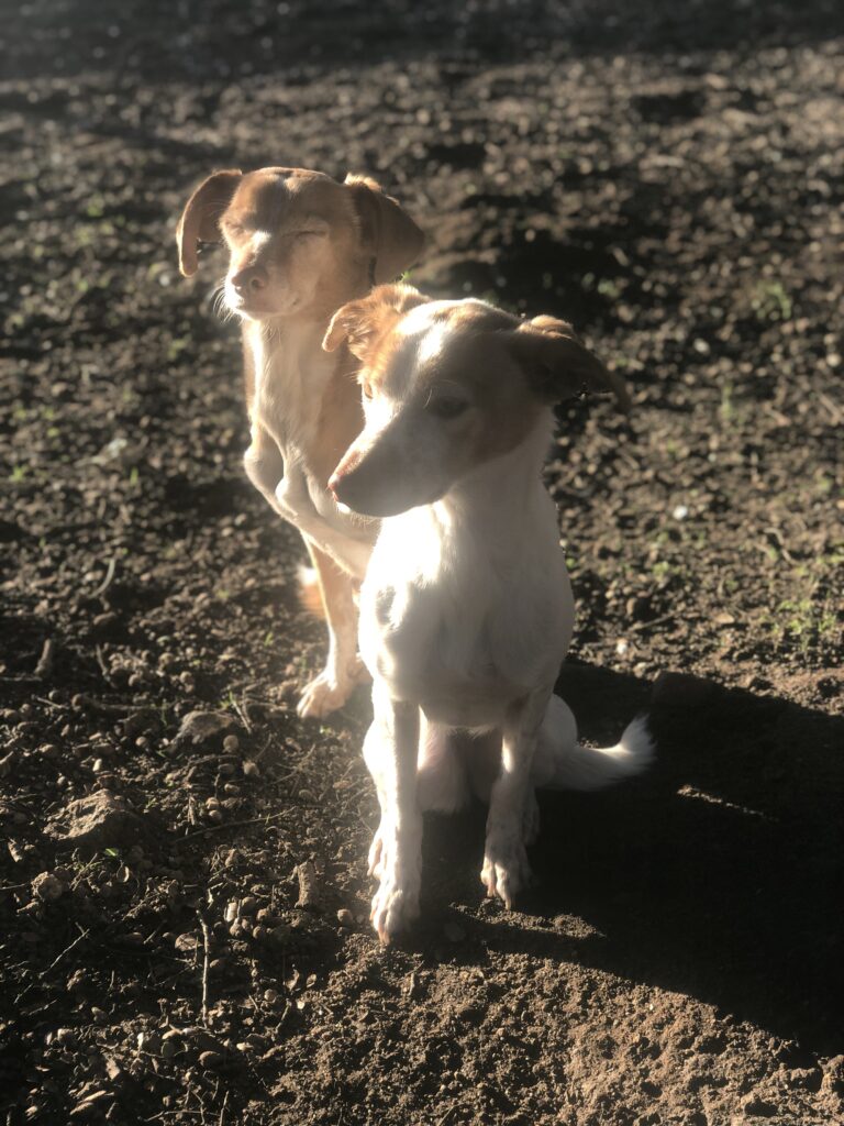 perros felices en los parques de más de 300m2