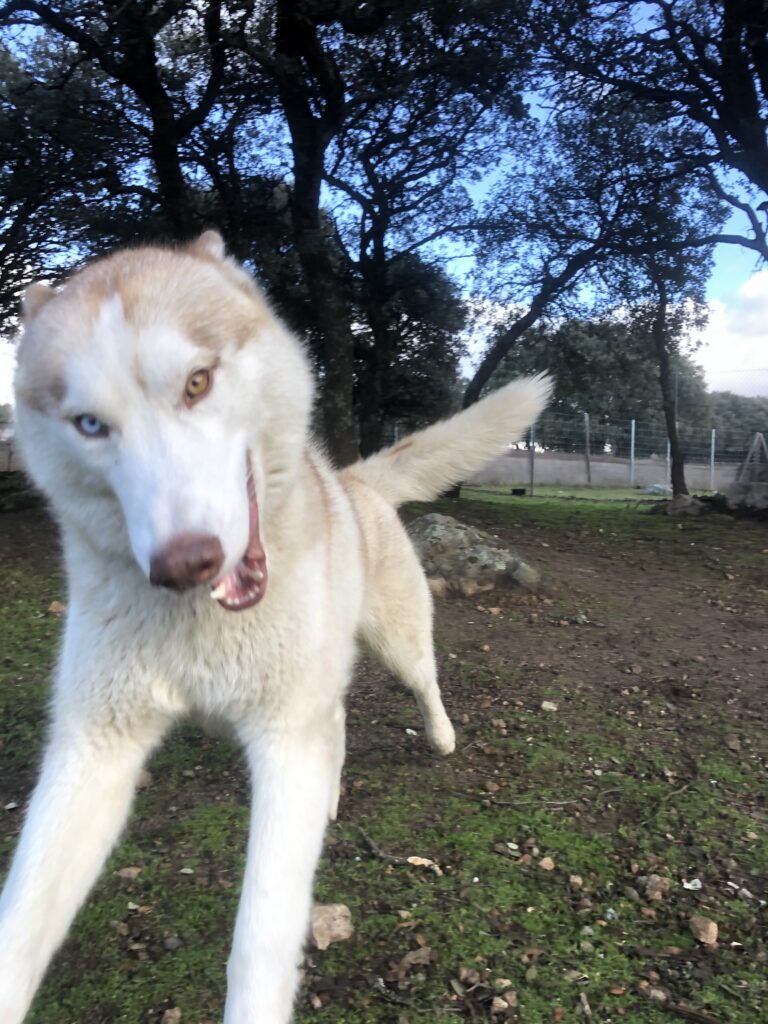 perros felices en los parques de más de 300m2