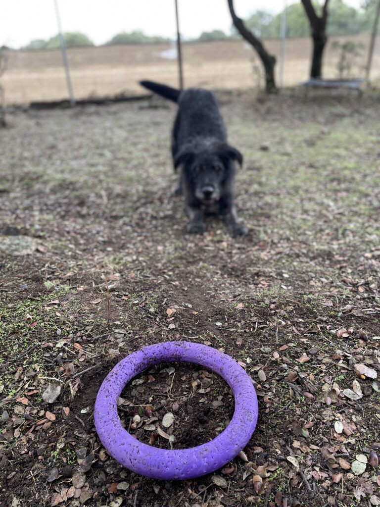 perros felices en los parques de más de 300m2