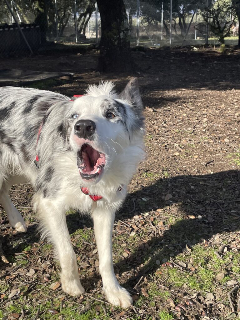 perros felices en los parques de más de 300m2