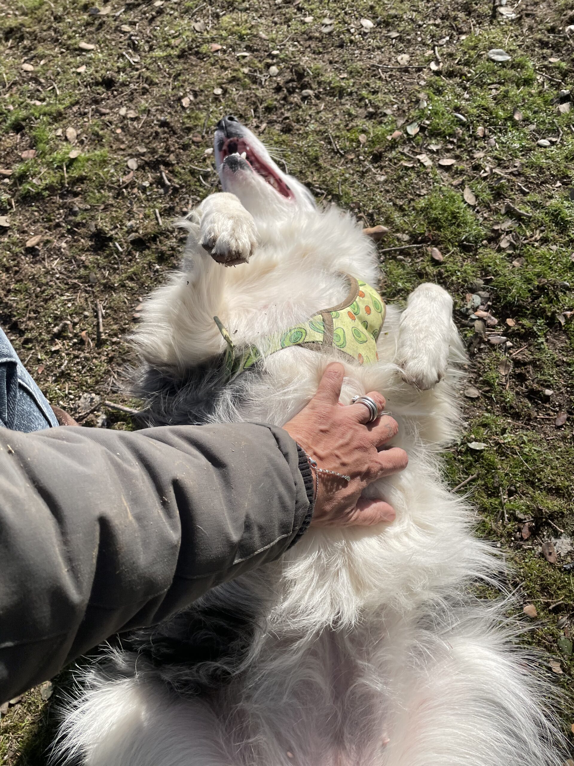 perros felices en los parques de más de 300m2