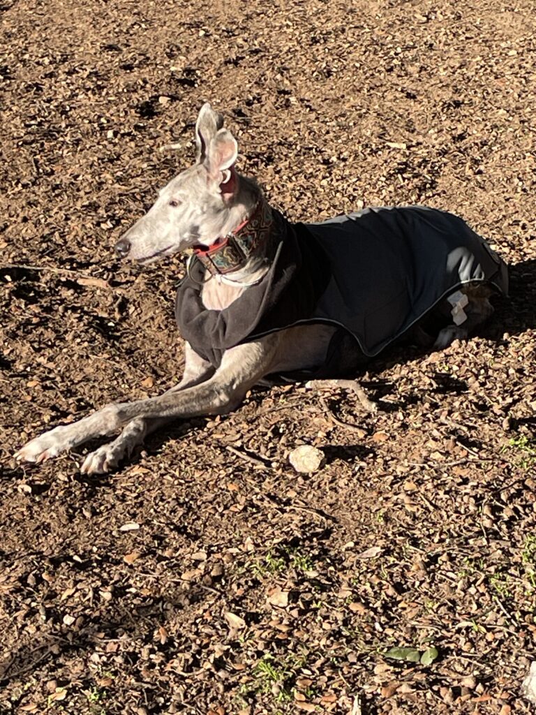 perros felices en los parques de más de 300m2