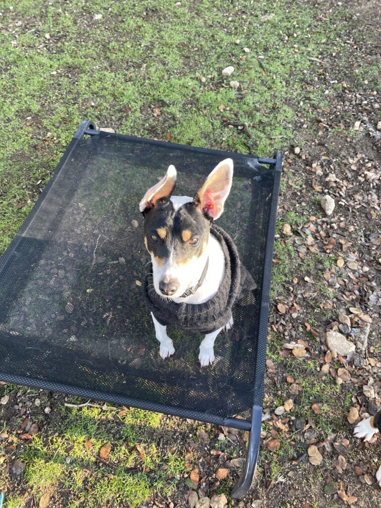 perros felices en los parques de más de 300m2