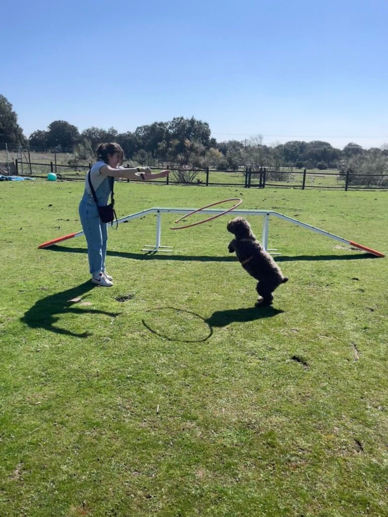 Adiestramiento canino,clases grupales educación y modificación de conducta en perros.