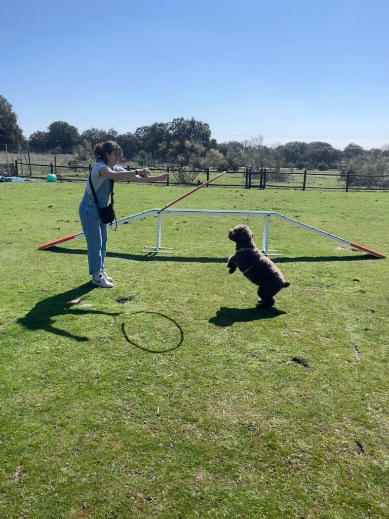 perros felices en los parques de más de 300m2