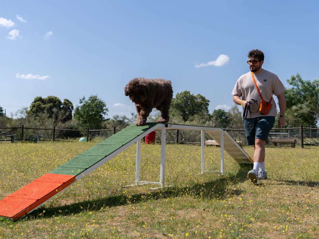 adiestramiento canino, educación perros, entrenamiento mascotas