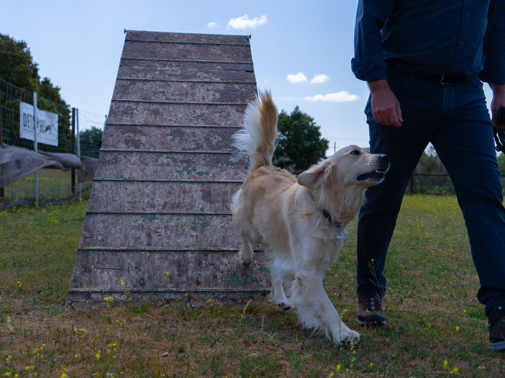 adiestramiento canino, educación perros, entrenamiento mascotas
