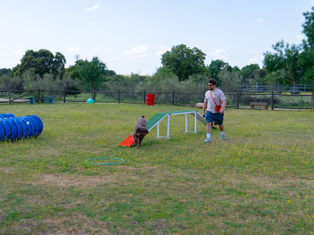 adiestramiento canino, educación perros, entrenamiento mascotas
