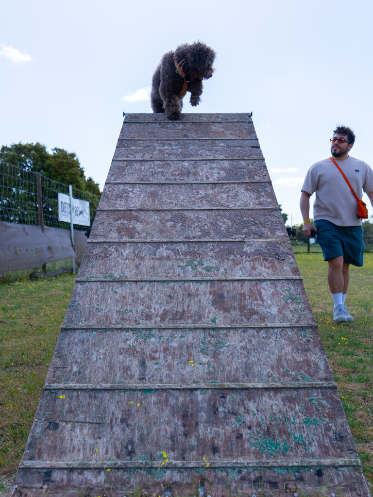 adiestramiento canino, educación perros, entrenamiento mascotas