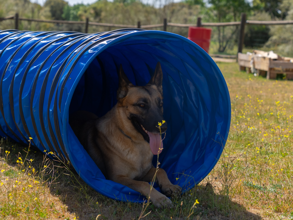 adiestramiento canino, educación perros, entrenamiento mascotas