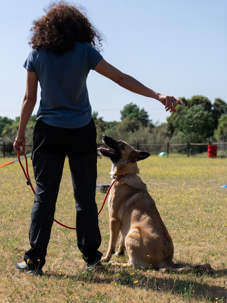 adiestramiento canino, educación perros, entrenamiento mascotas