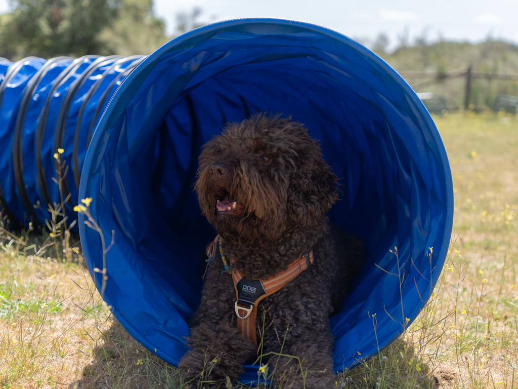 adiestramiento canino, educación perros, entrenamiento mascotas