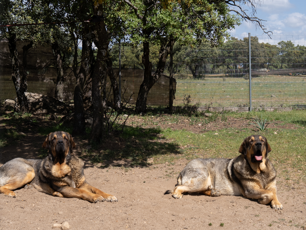 residencia canina,hotel perros, guardería mascota