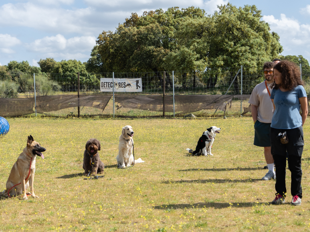 adiestramiento canino, educación perros, entrenamiento mascotas