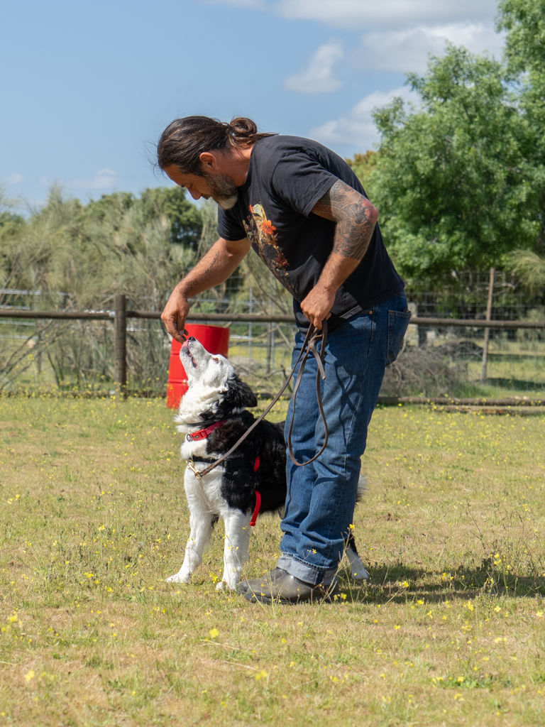 adiestramiento canino, educación perros, entrenamiento mascotas